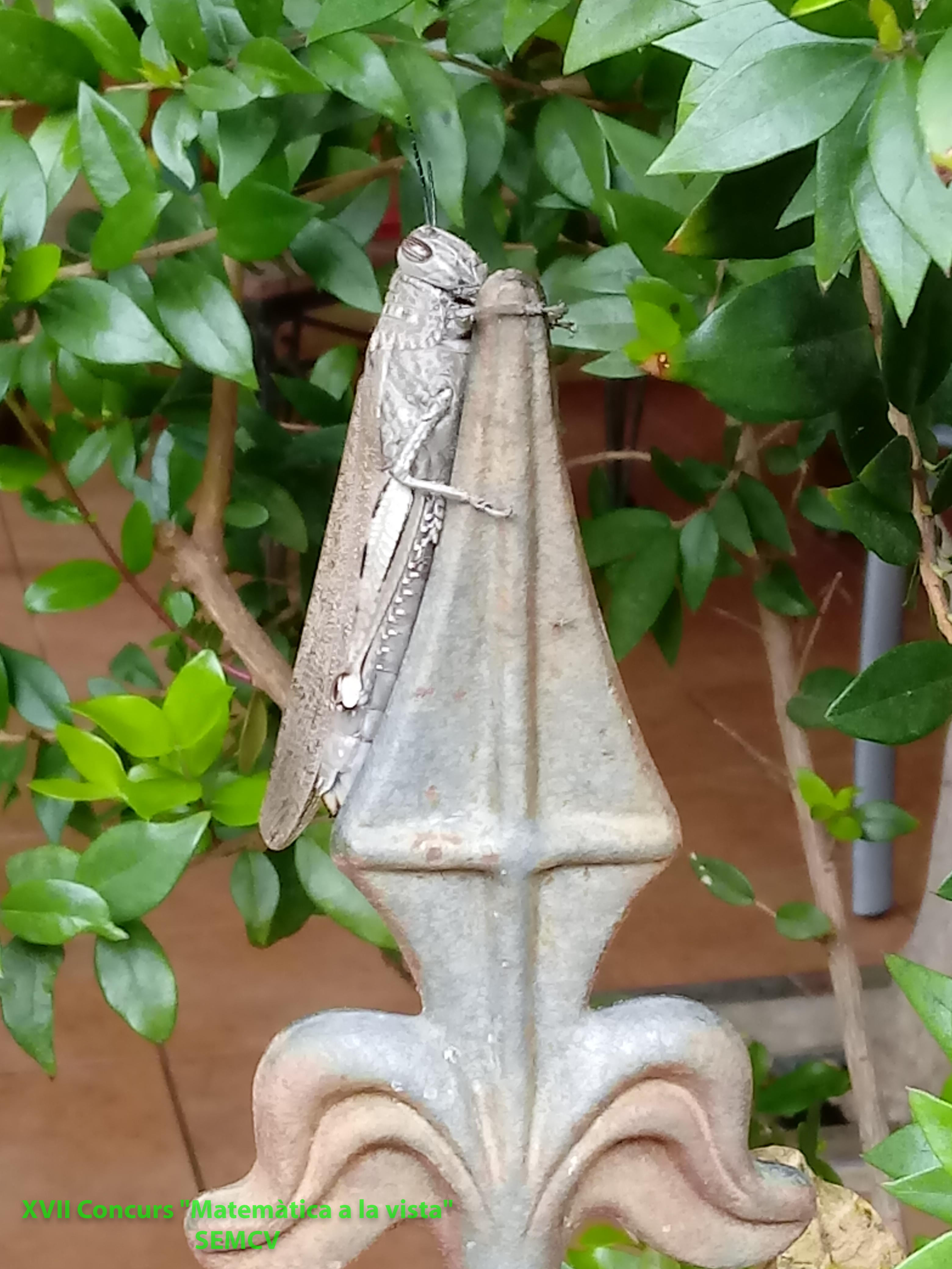 17 I 4P2 El saltamontes Hipotenuso